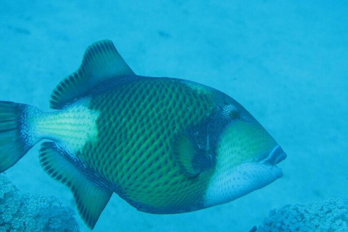 ein Fisch schwimmt im Wasser