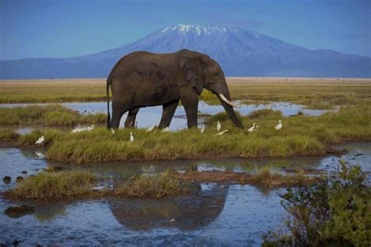 un elefante in piedi nell'erba con gli uccelli in un campo
