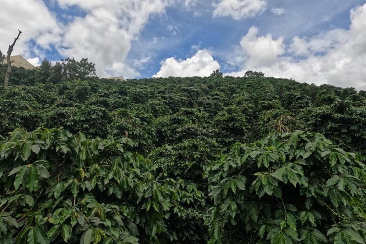 una grande foresta di alberi con un cielo azzurro e nuvole
