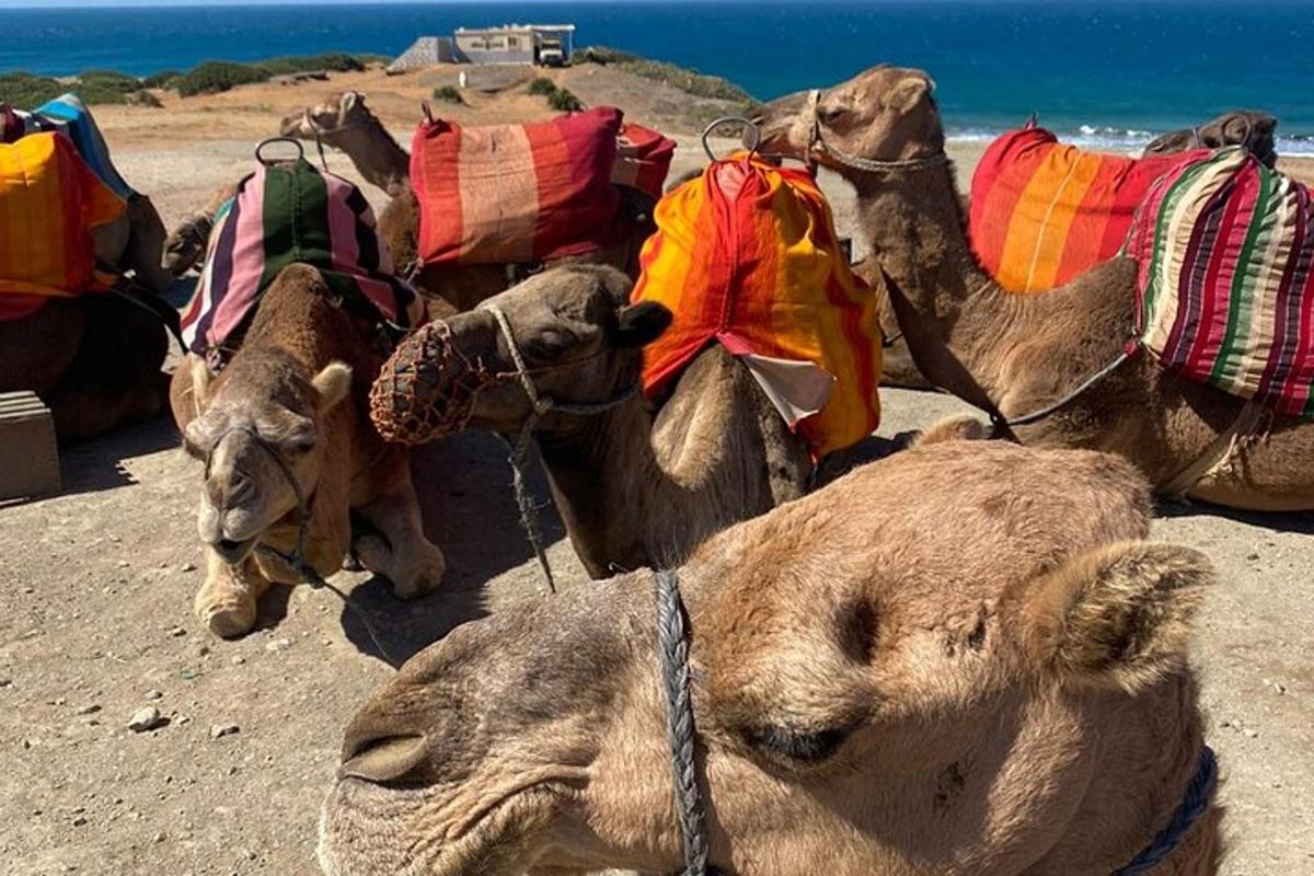 un grup de cămile întinse pe plajă