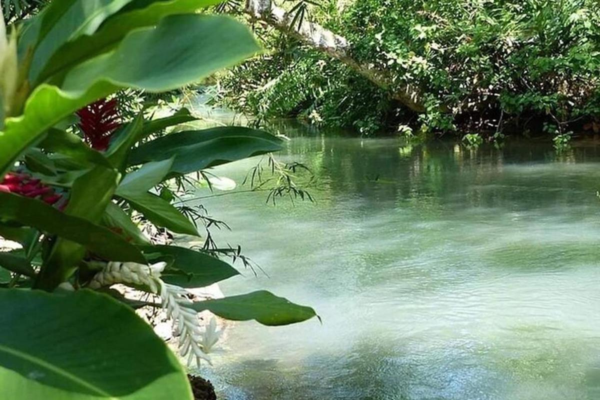 vodno telo z drevesi in reko