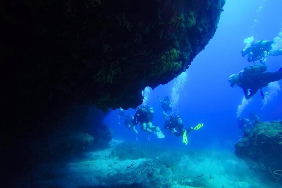 sekumpulan orang berenang di dalam akuarium