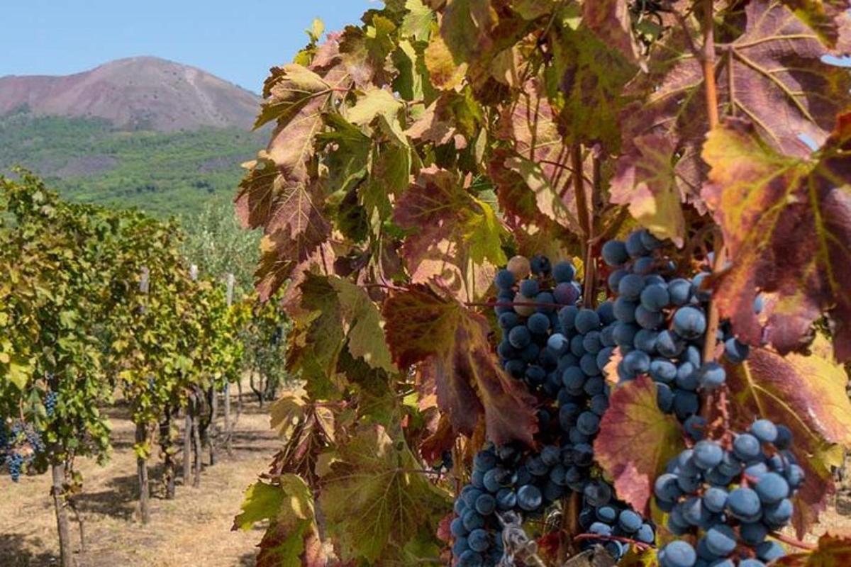 strapec hrozna visiaci zo stromu vo vinici