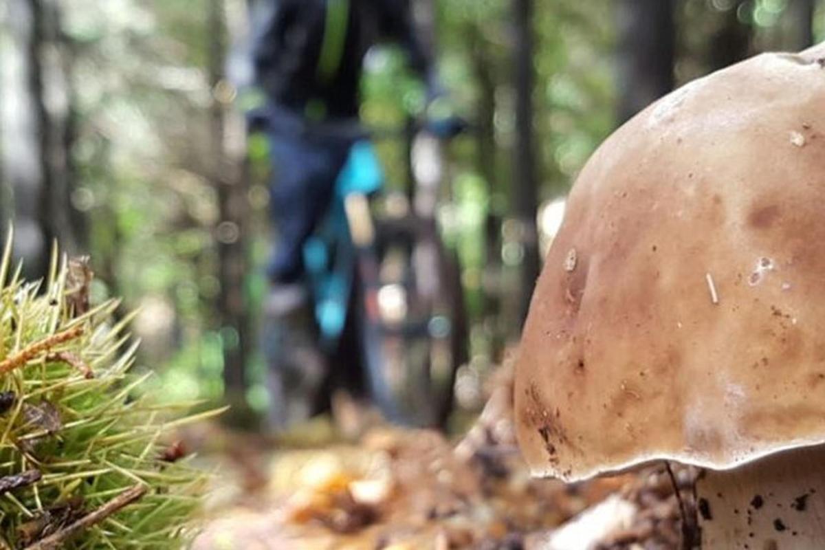 Un hongo sentado en la ladera de un bosque.