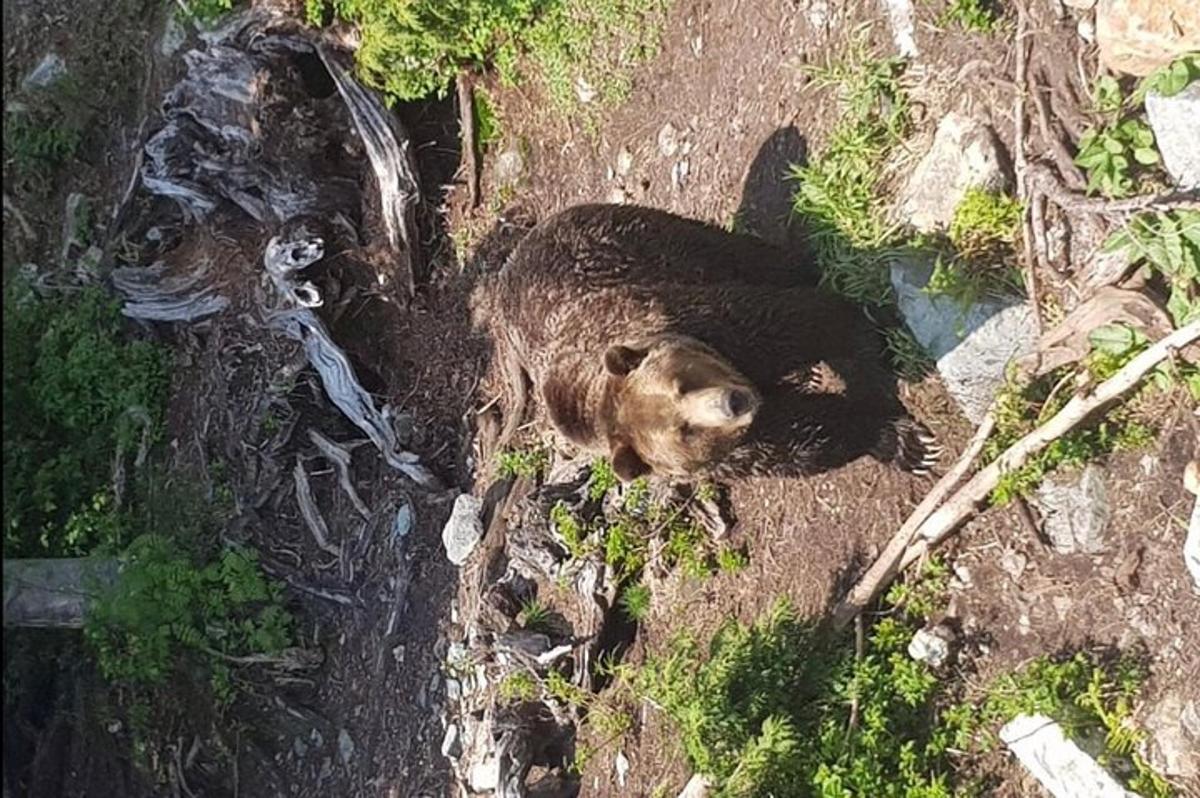 un grande orso bruno sdraiato a terra