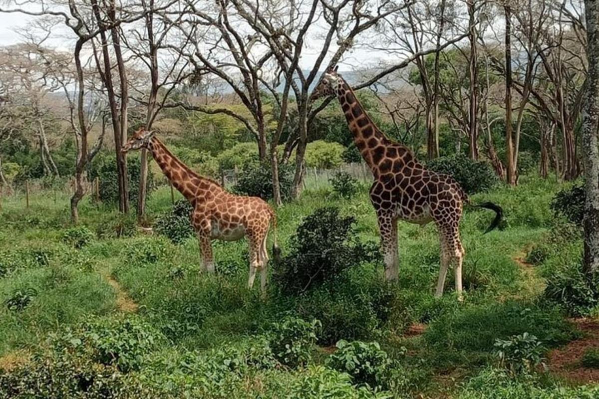 two giraffes standing in a field with trees