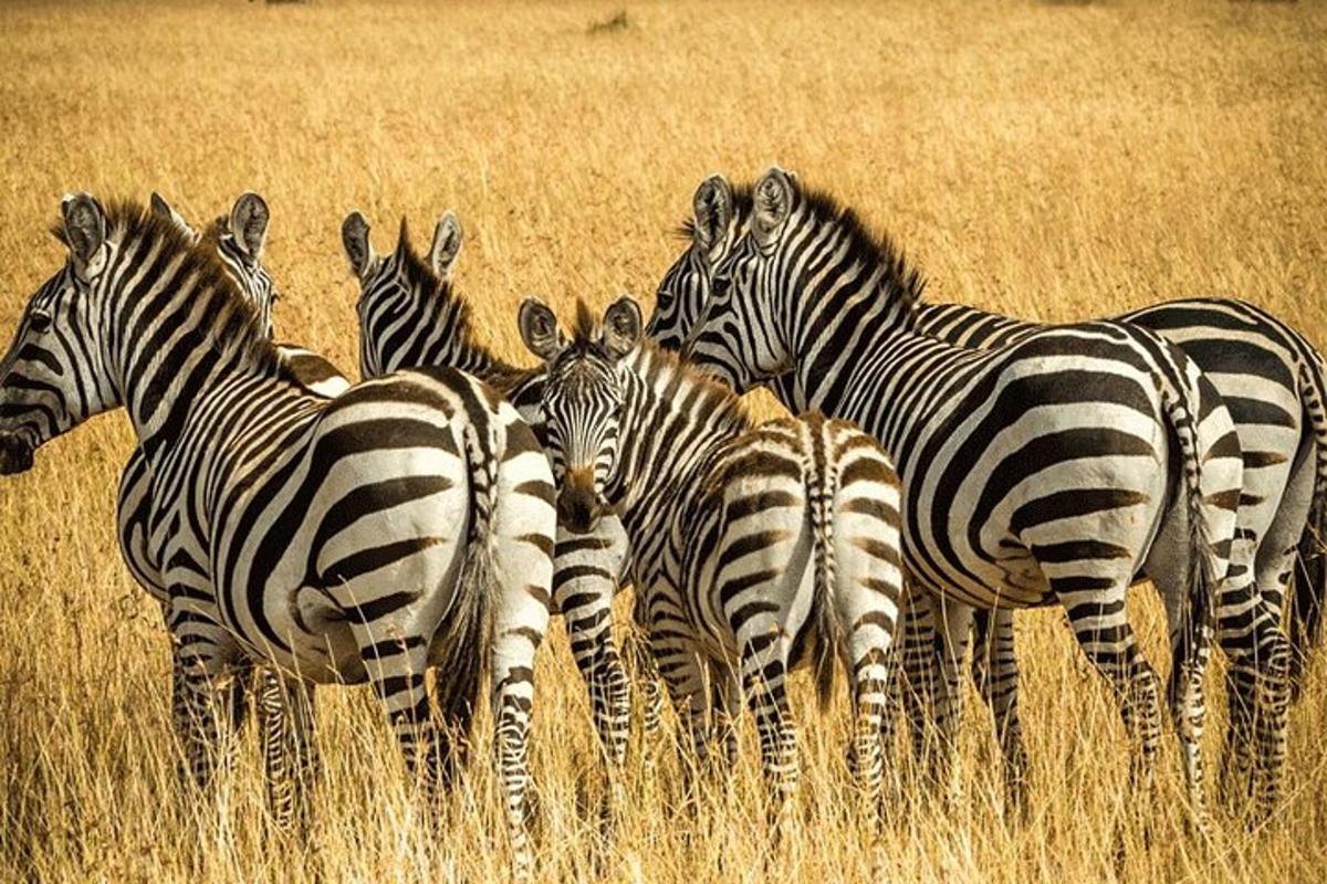 a group of zebras standing in a field