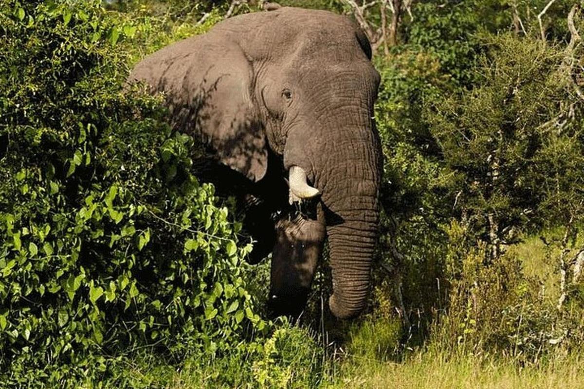 an elephant walking through the grass with