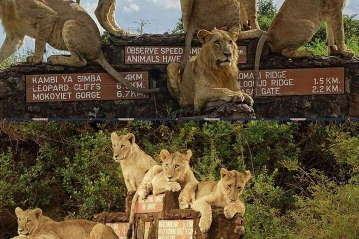Un grupo de leones sentados encima de un cartel.