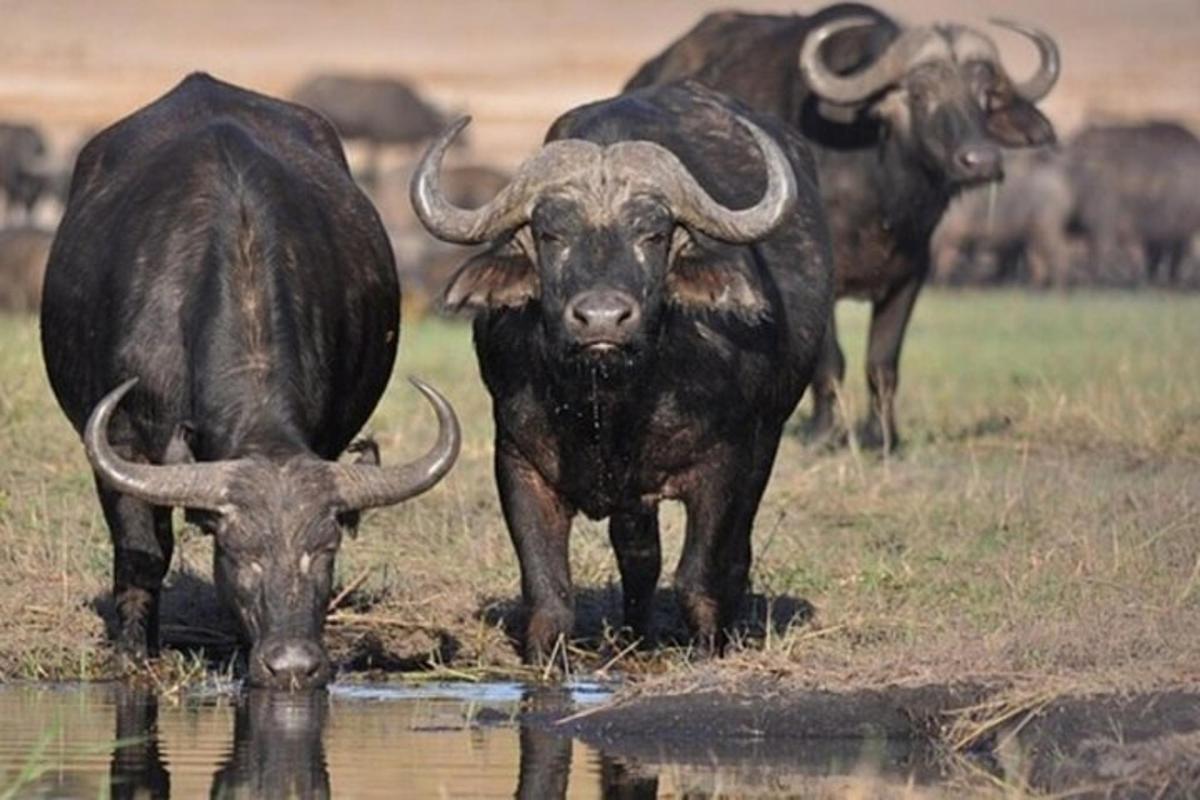 Un grupo de animales de pie en un campo cerca del agua.