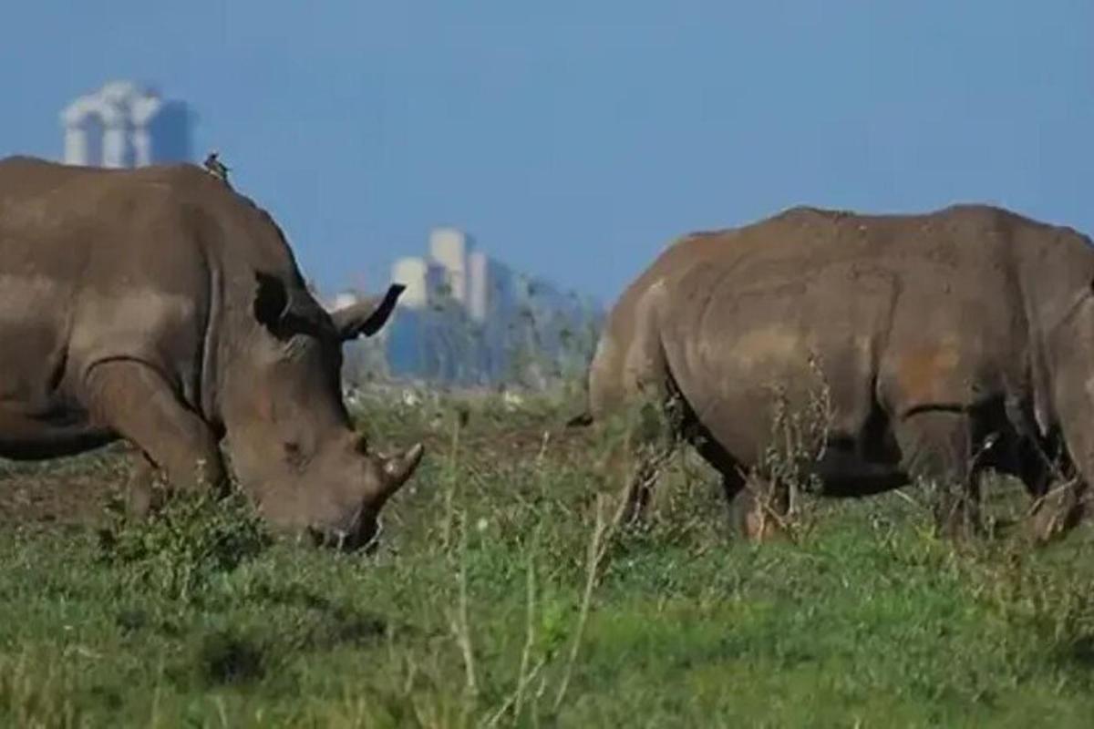 Dos rinocerontes pastando en un campo de hierba
