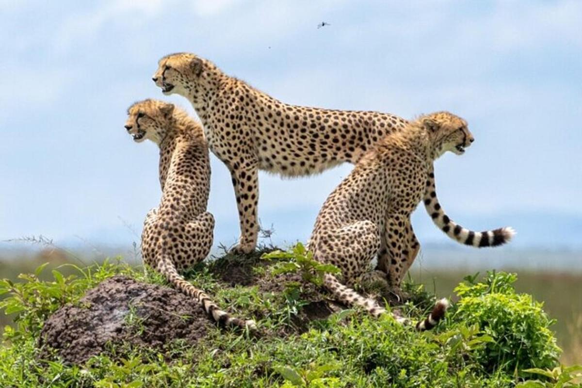 tres guepardos sentados en lo alto de una roca