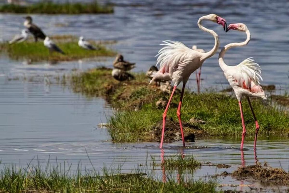suda duran bir grup pembe flamingo