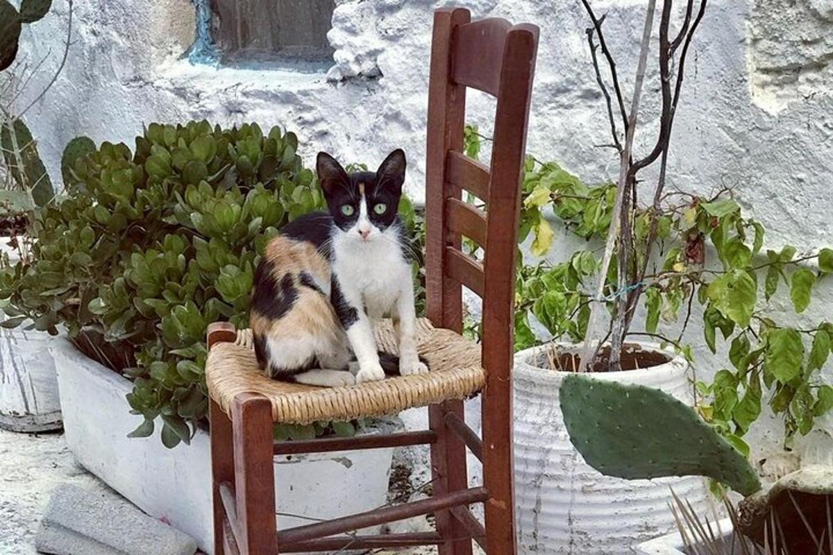 kočka sedící na židli vedle rostlin
