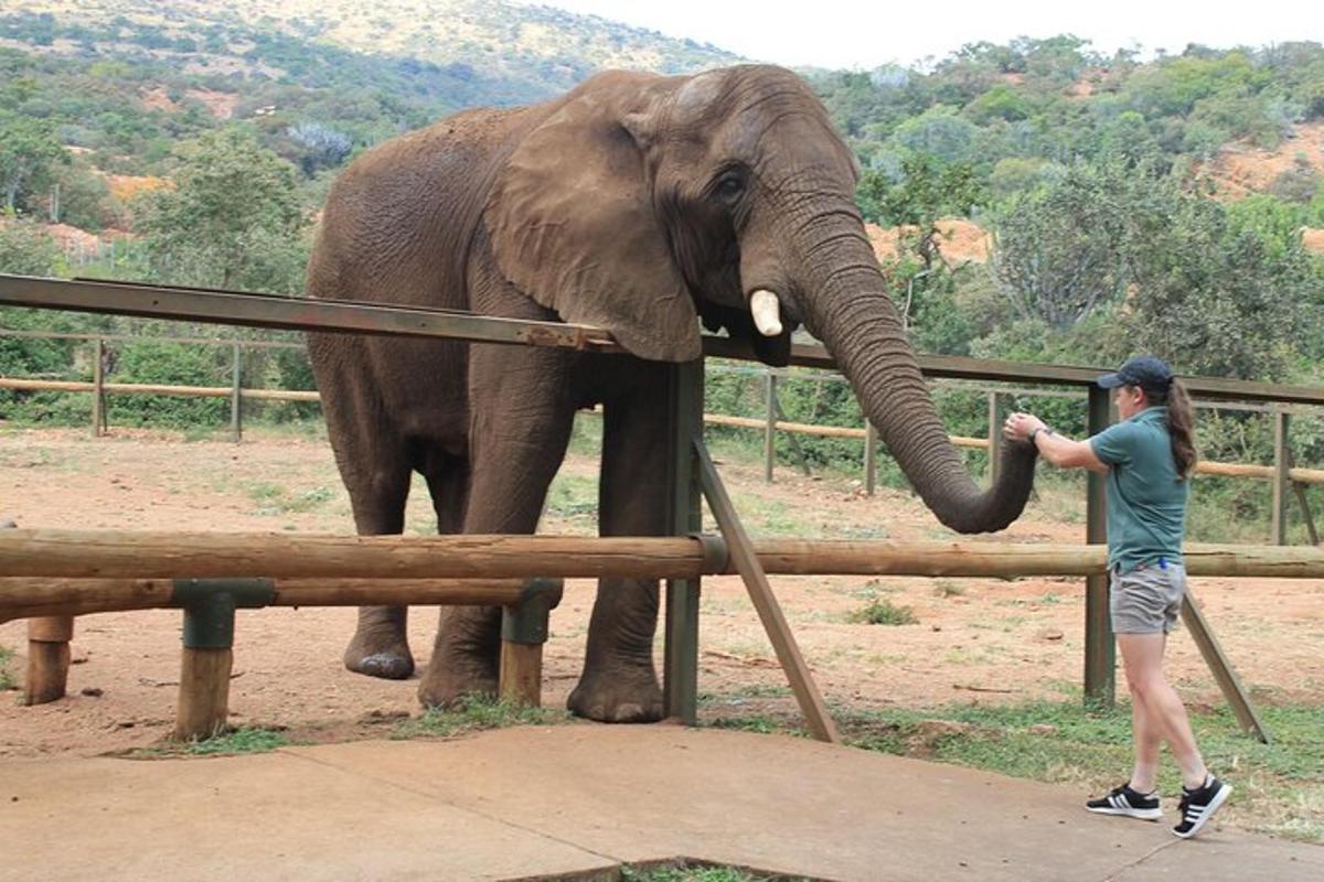 una dona dreta al costat d'una tanca alimentant un elefant