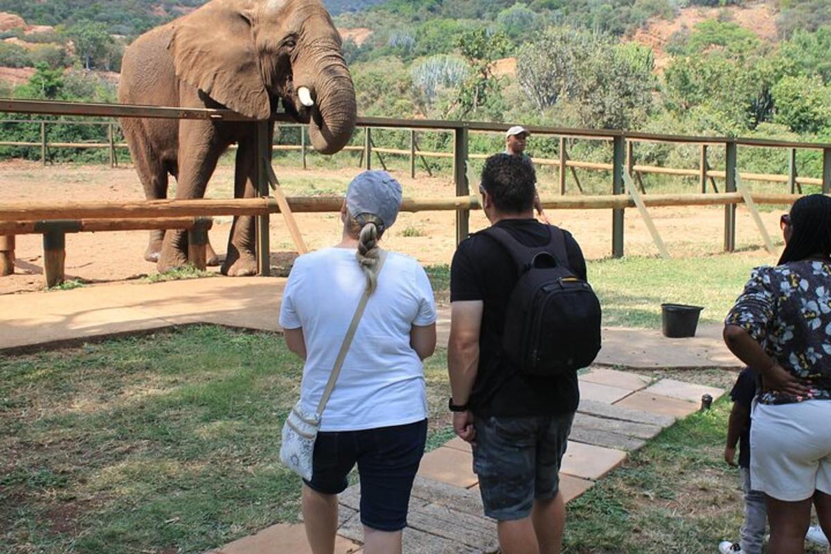 un grup de persones mirant un elefant darrere d'una tanca