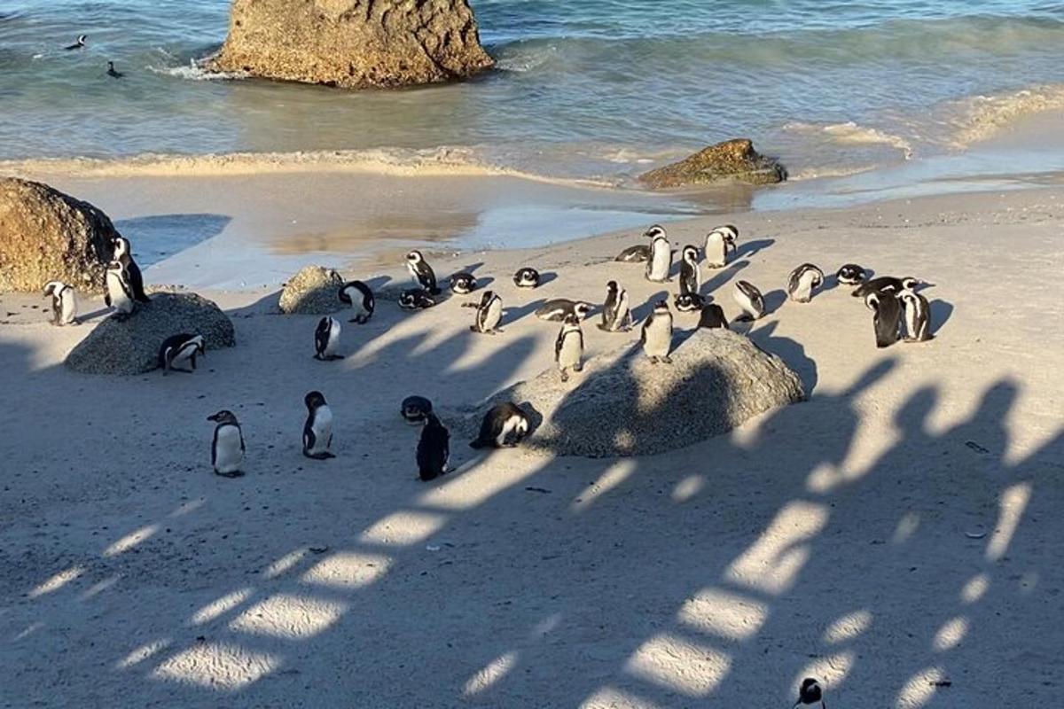 un gruppo di pinguini in piedi su una spiaggia