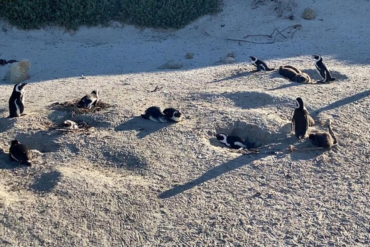 un grup de pinguini întinși pe o plajă