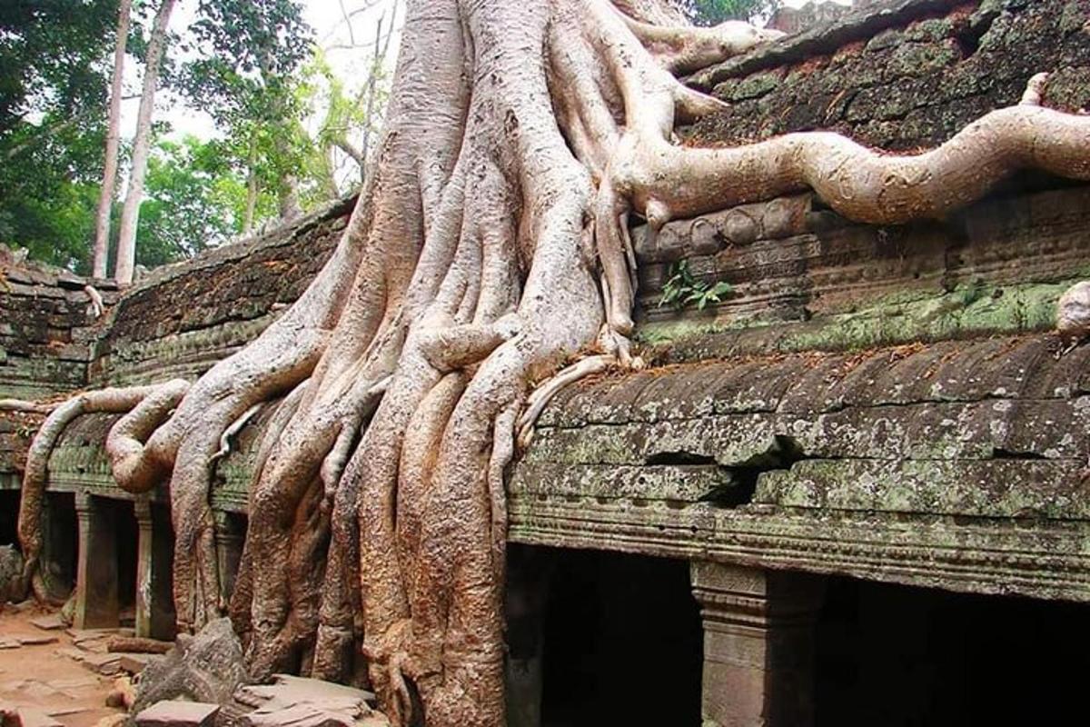 un albero che cresce sul lato di un edificio