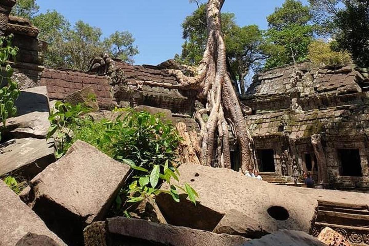 un edificio con un albero che cresce in cima