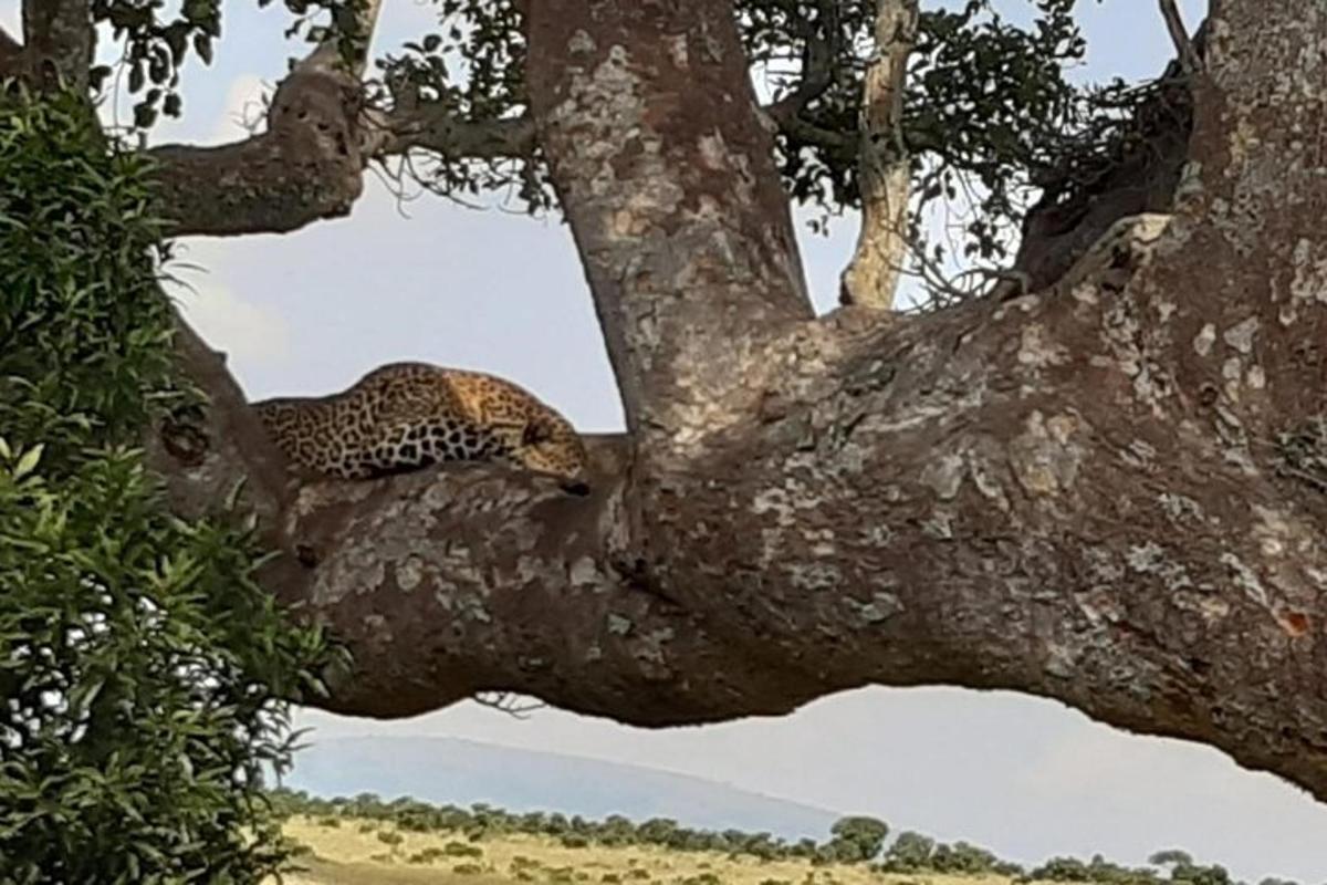 leopard spiaci na strome