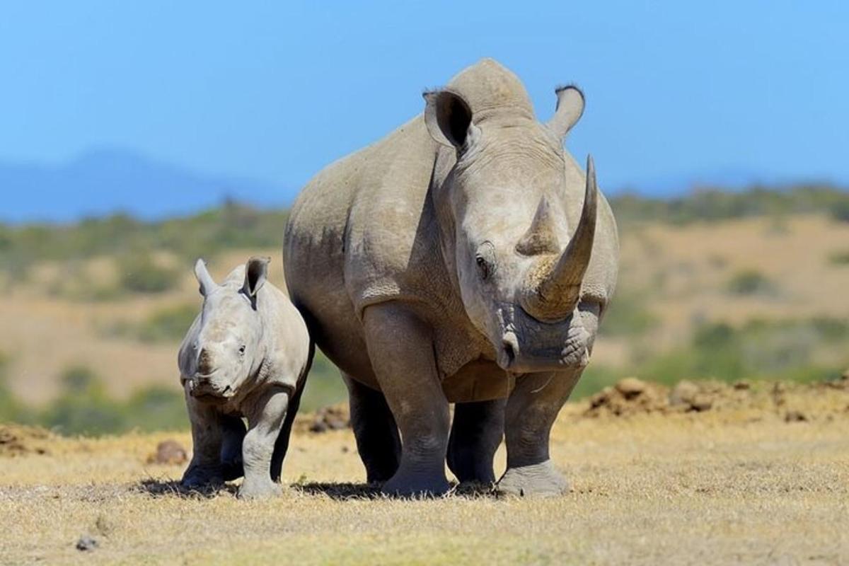 a rhino and a baby rhino walking in a field