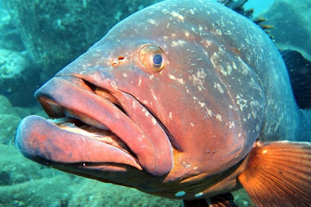 um grande peixe laranja com a boca aberta