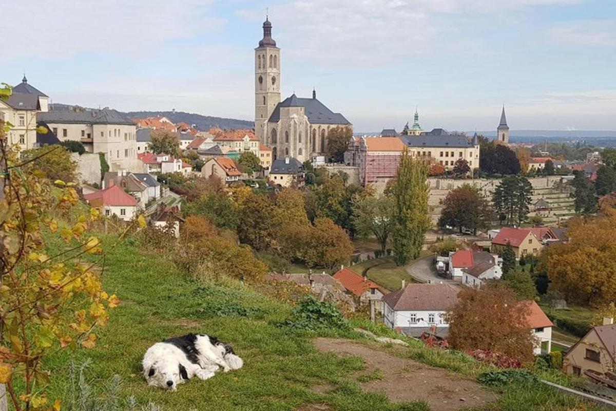 una mucca sdraiata su una collina in una città
