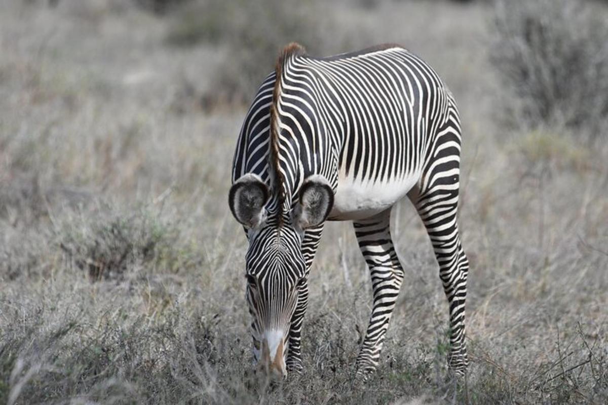 en zebra som betar i ett gräsfält