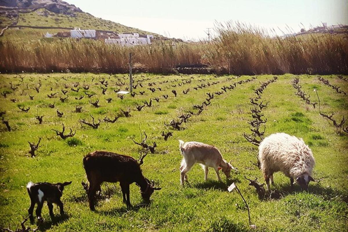un gruppo di animali al pascolo in un campo