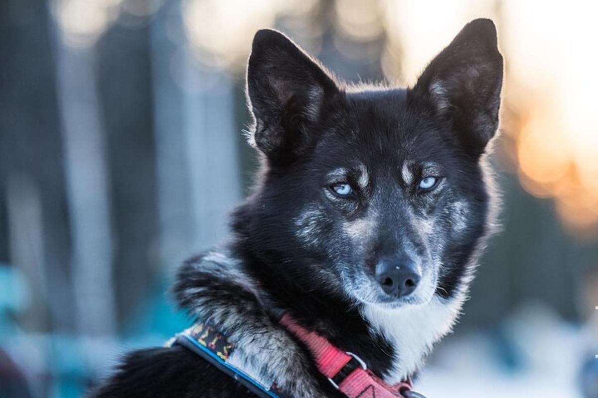 svartur og hvítur hundur með rauða hálsól