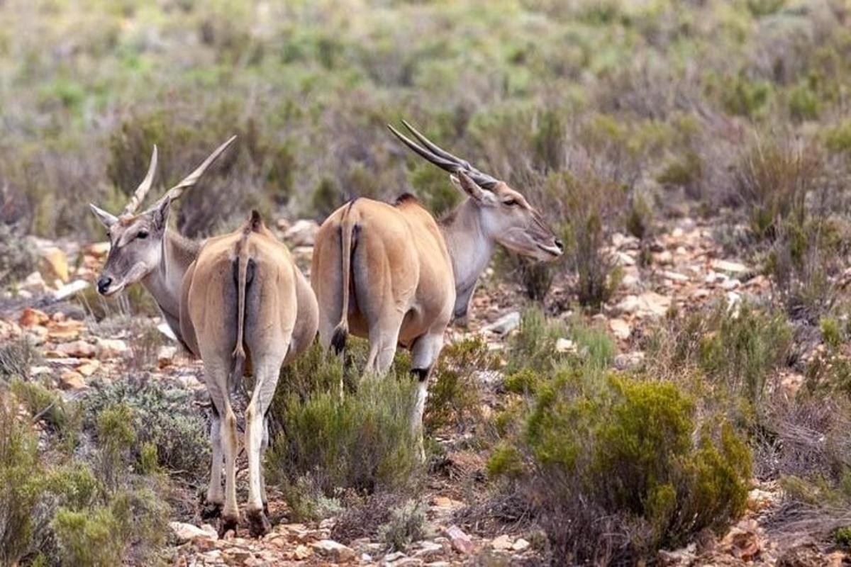 tre gazzelle che camminano in un campo