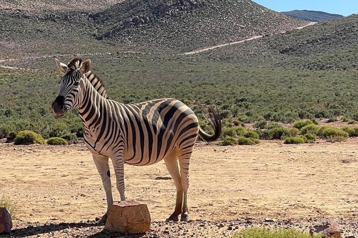 una zebra in piedi accanto a una roccia in un campo