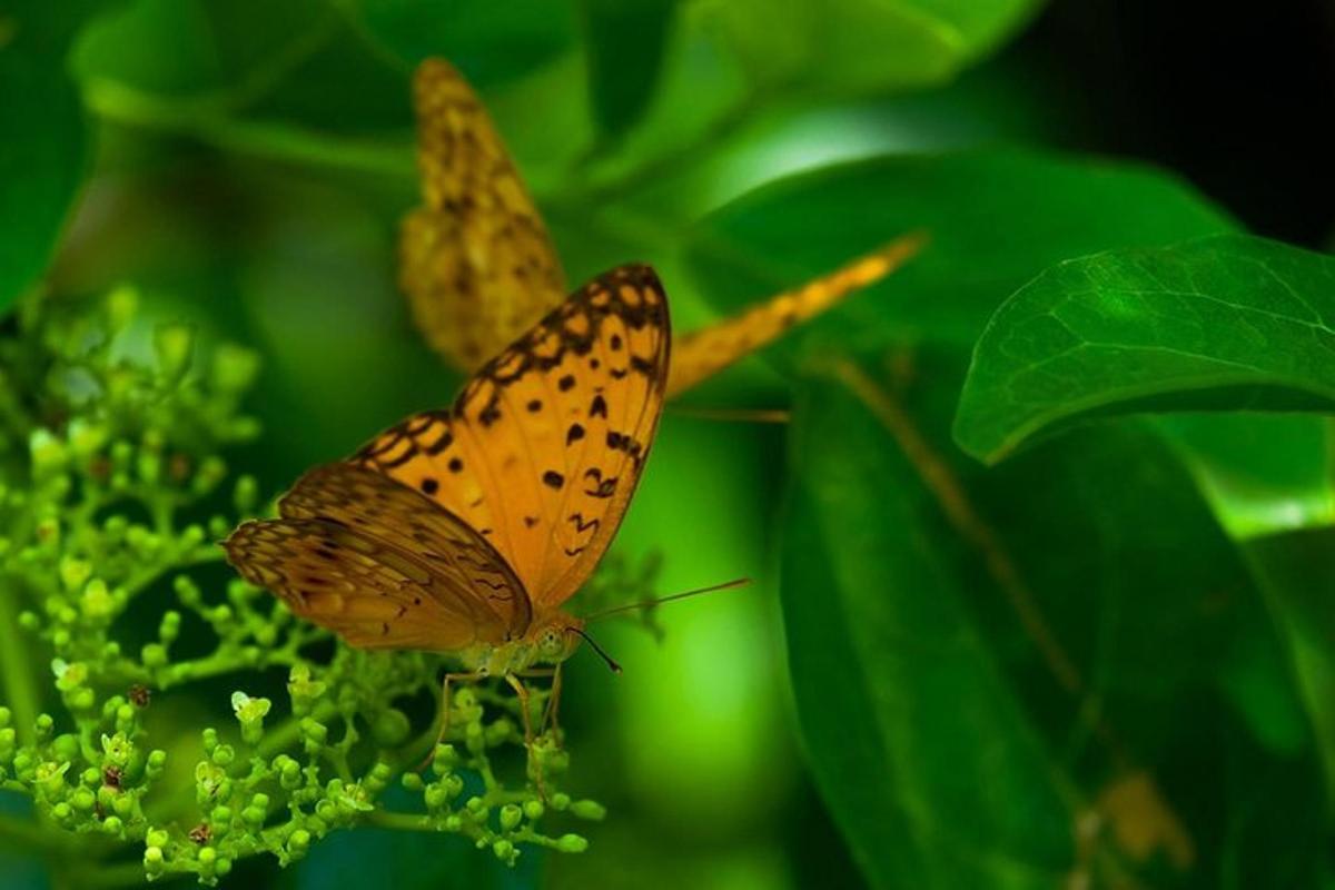 a butterfly is sitting on a green plant