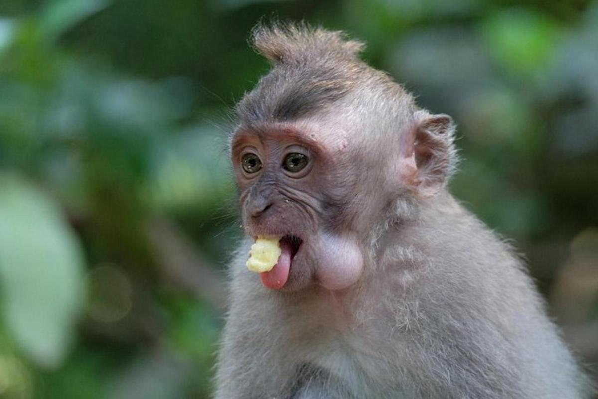 a monkey eating a piece of food with its tongue