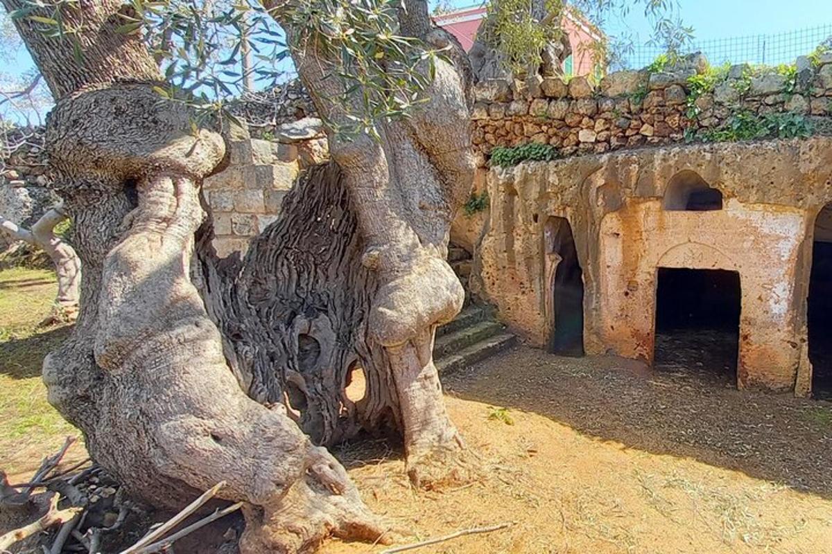 batang pokok yang besar bersebelahan dengan bangunan batu