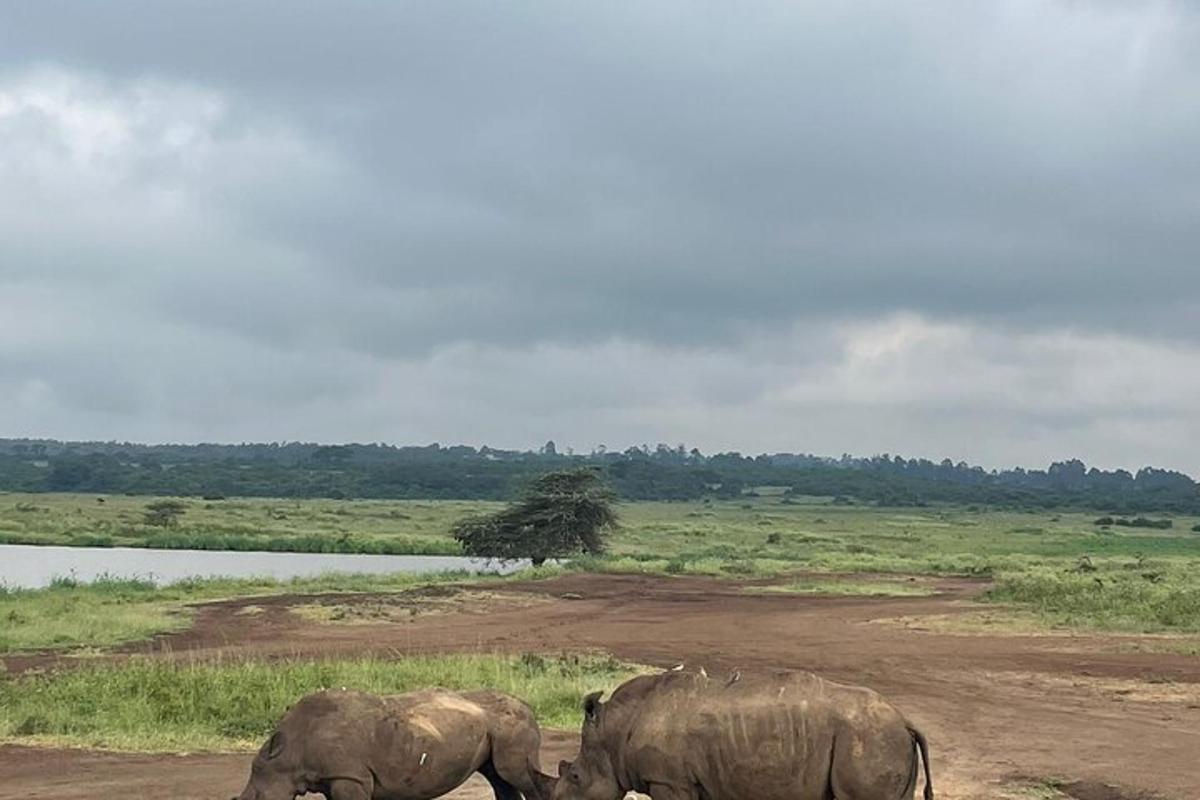 dua ekor gajah berdiri di atas jalan tanah di sebelah sungai