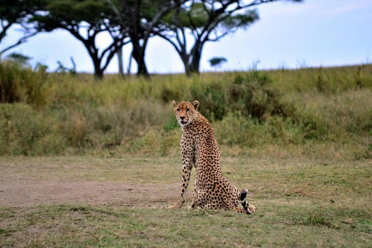 seekor cheetah duduk di atas tanah di padang