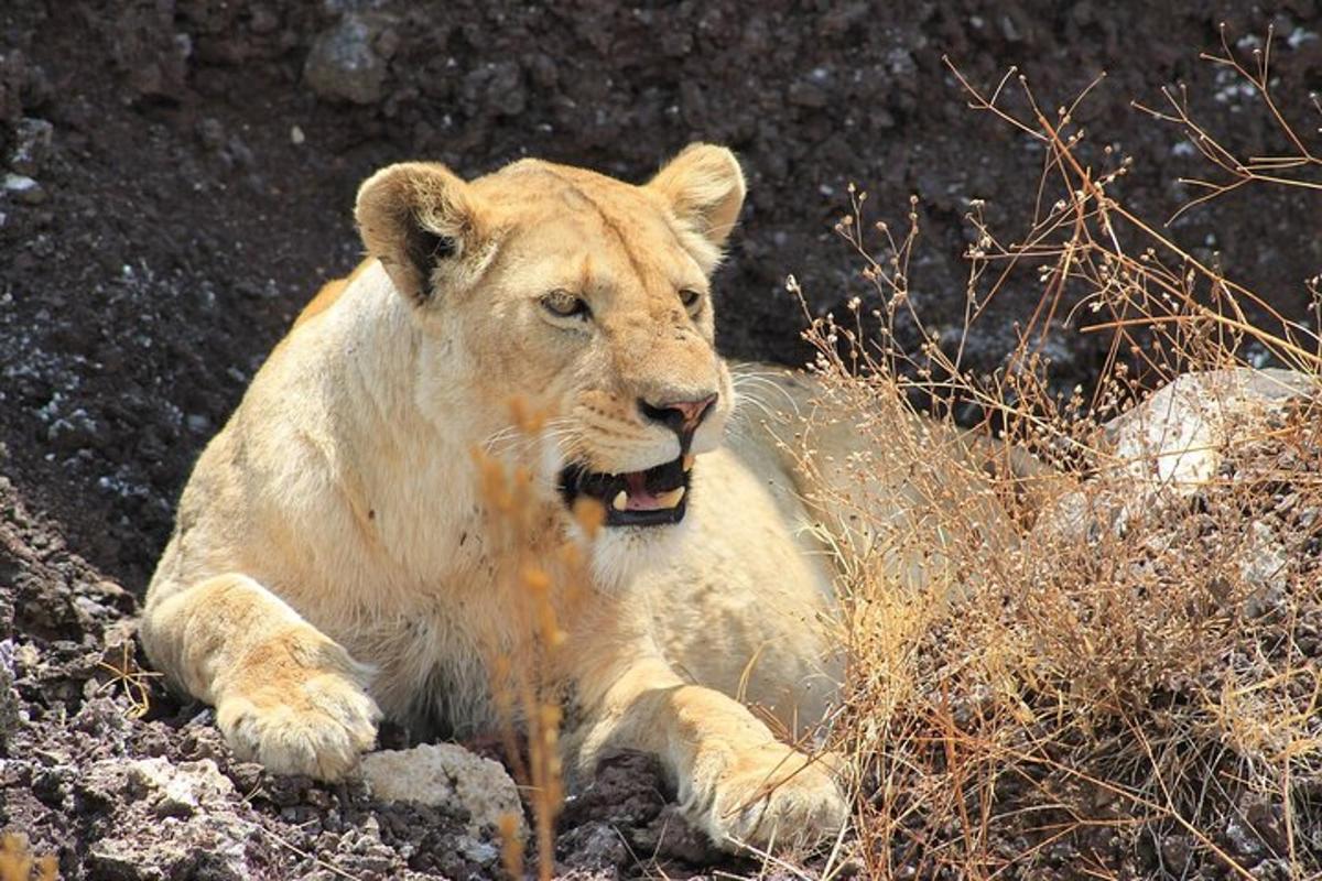 un leone sdraiato sull'erba con la bocca aperta