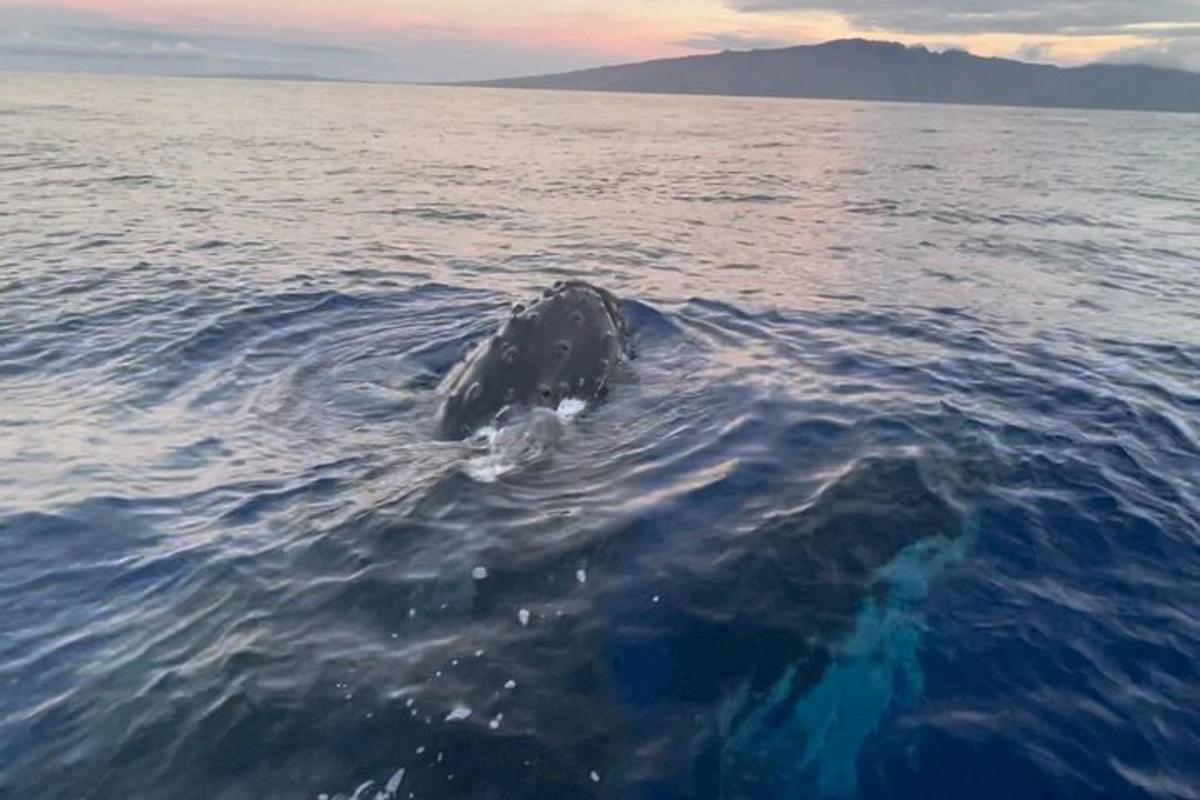 una ballena nadando en el agua del océano