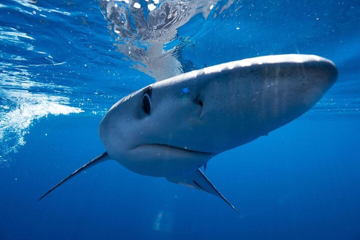 un tauró balena nedant a l'aigua