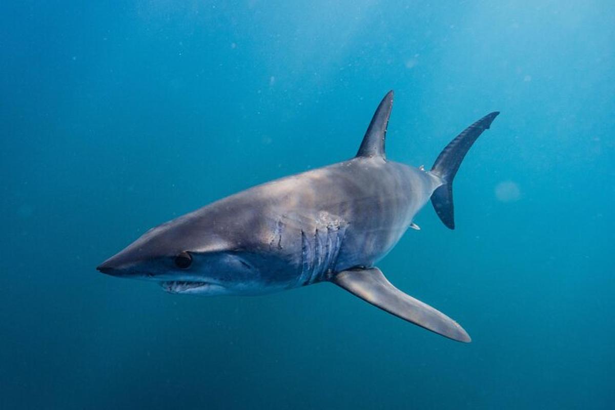 un tauró nedant a l'aigua de l'oceà