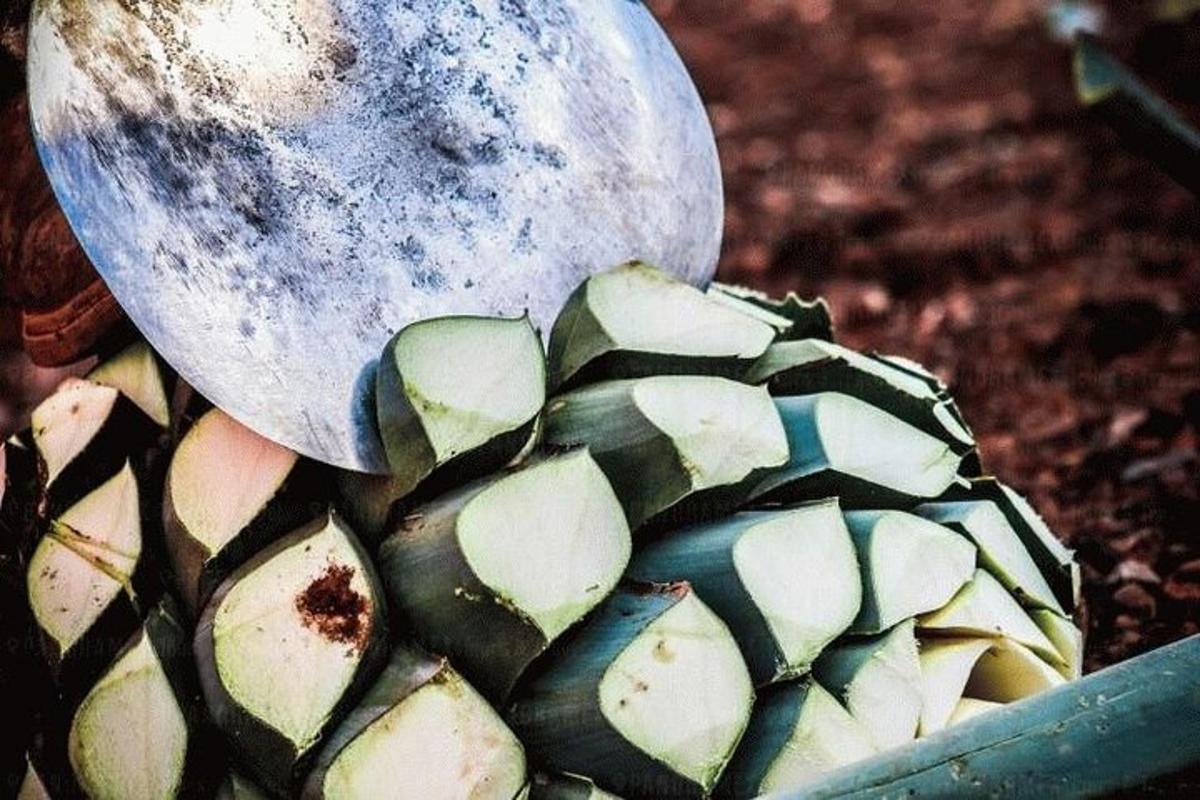 tumbuhan dengan batu di atasnya