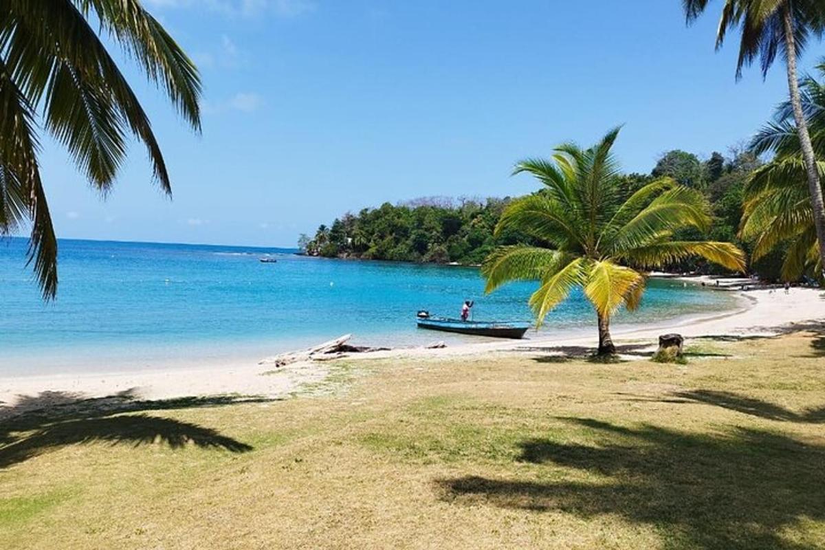 palma pludmalē ar laivu ūdenī