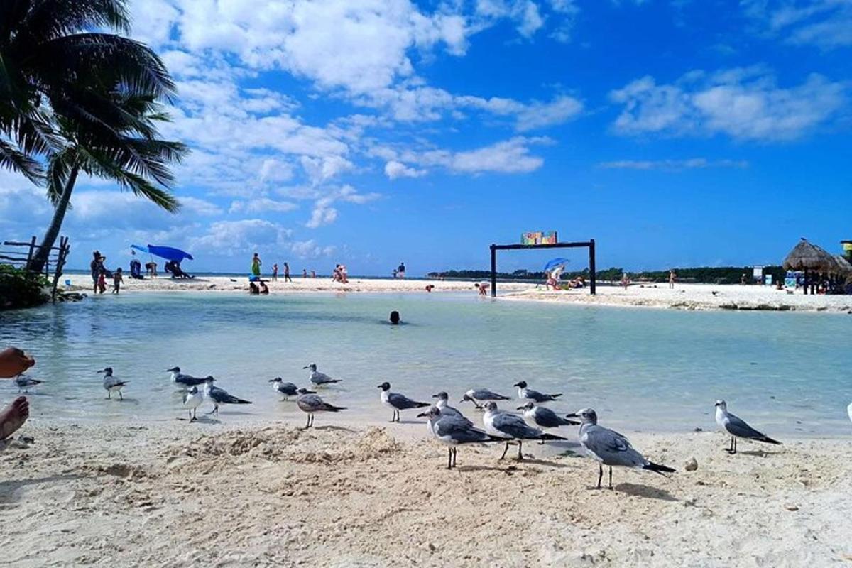 sekawan burung camar berdiri di pantai