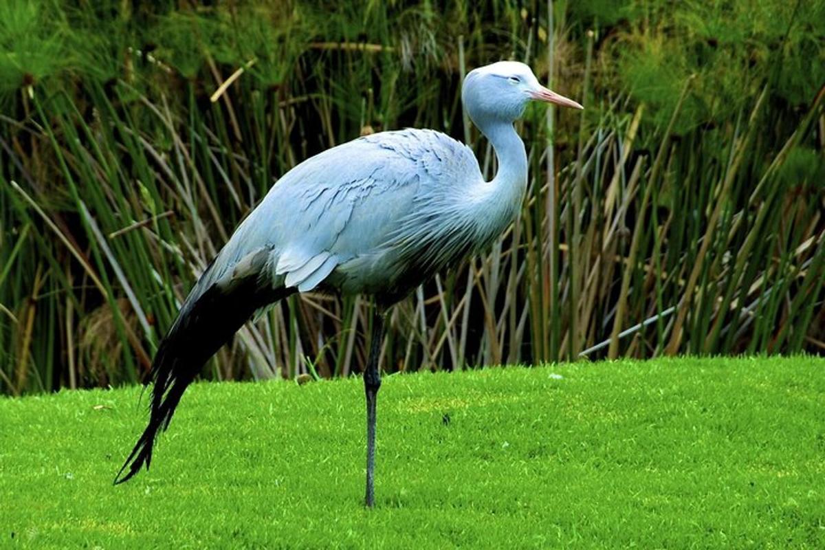 un uccello in piedi sull'erba in un campo