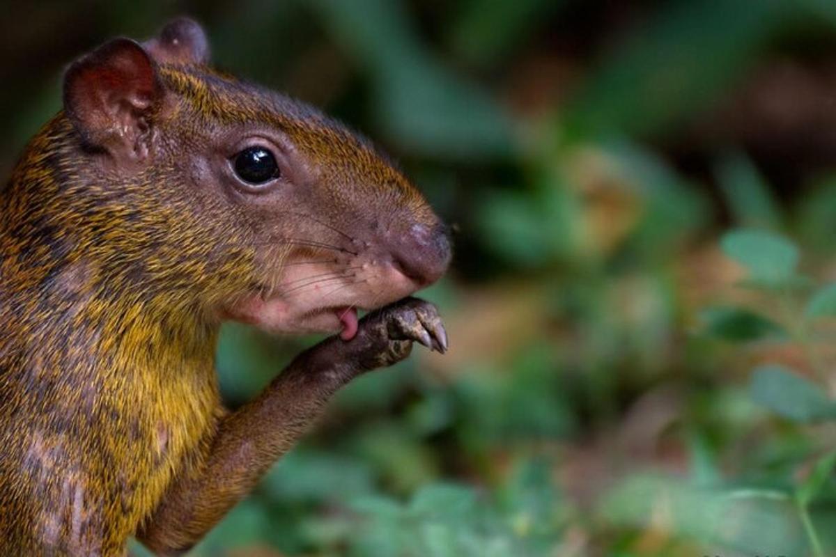 a close up of a squirrel eating a piece of food