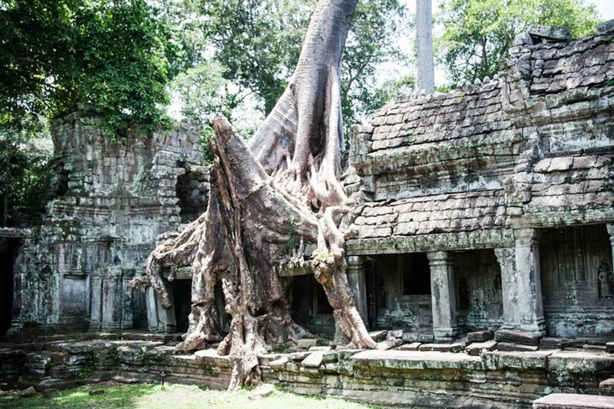 một cái cây mọc ra từ đống đổ nát của một tòa nhà