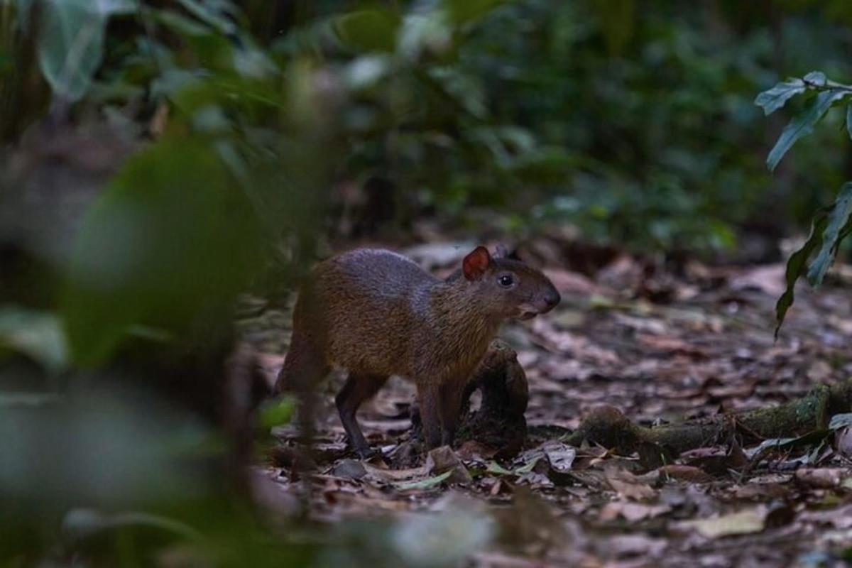 a small animal walking in the woods