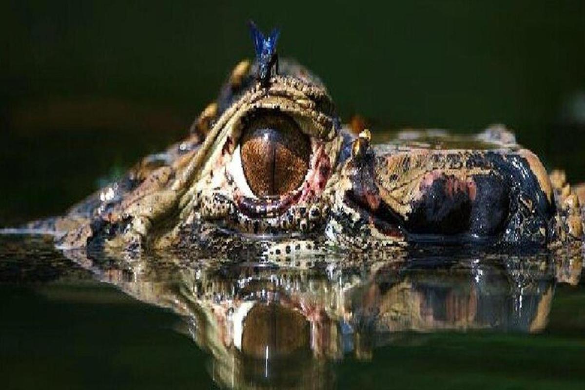 a close up of a crocodile in the water